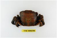 藏品(字紋弓蟹)的圖片